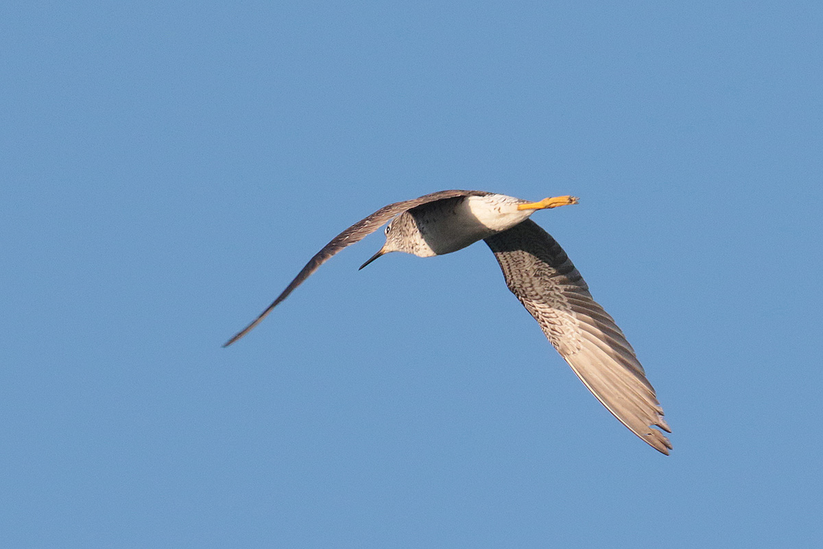 Lesser Yellowlegs